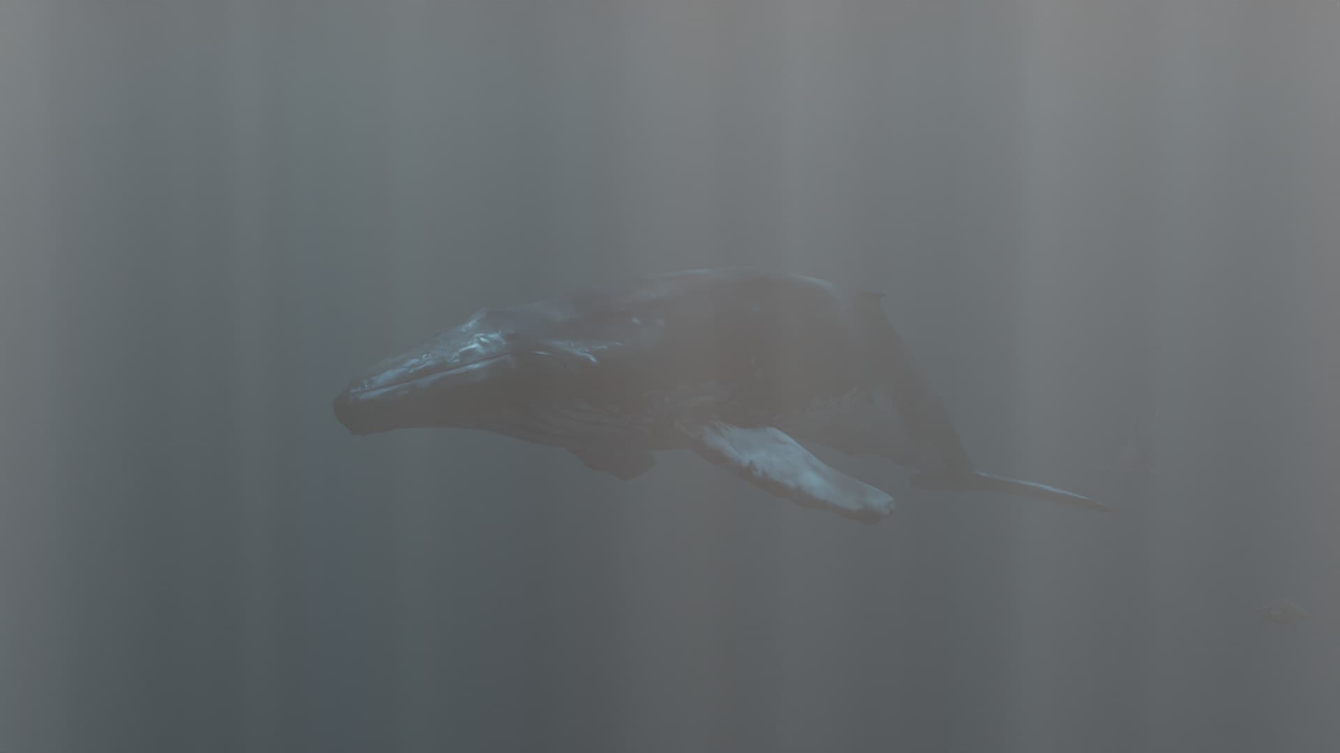 Entrelazos Conexión Océanos — render 1
