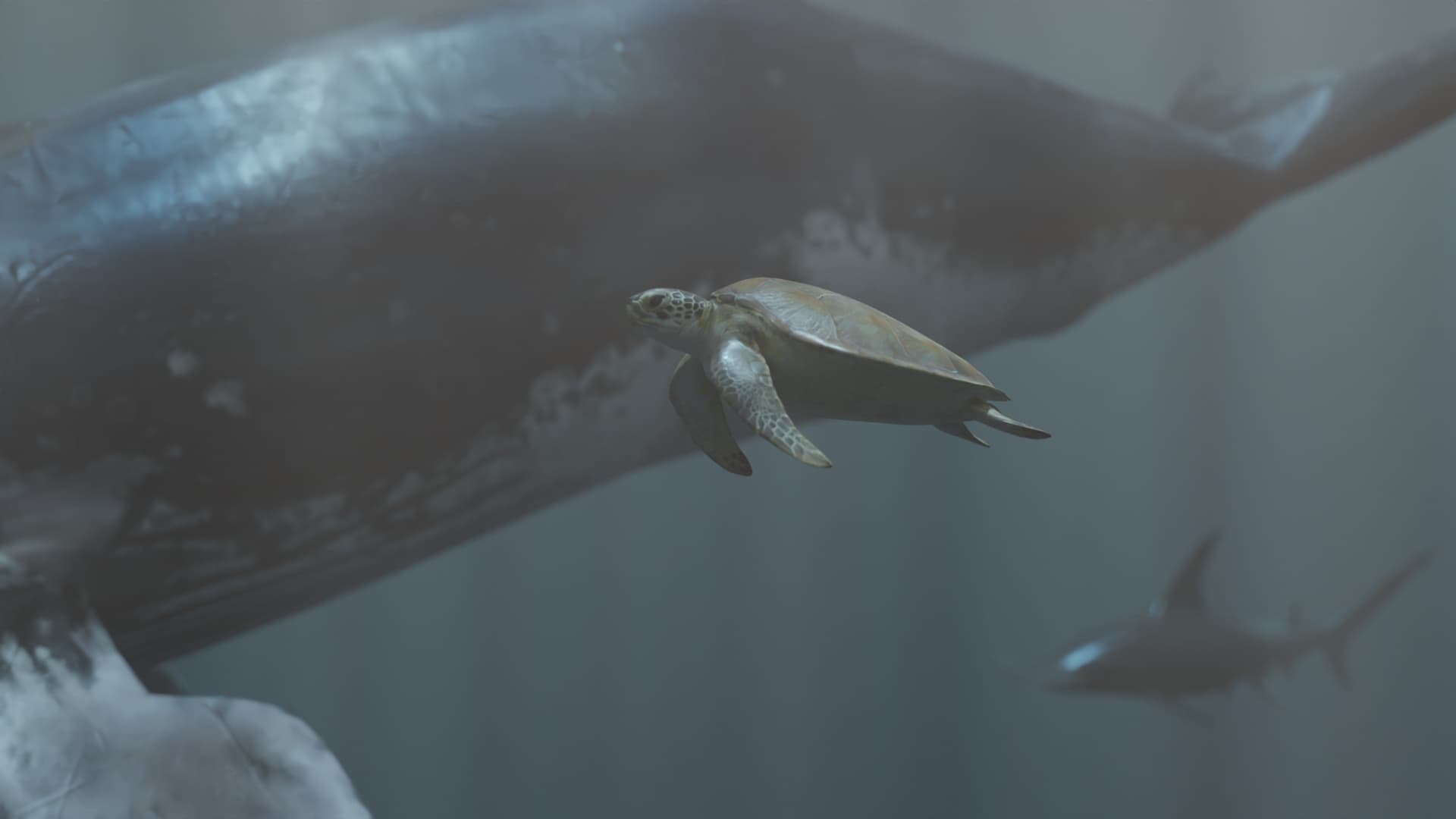 Entrelazos Conexión Océanos — render 2